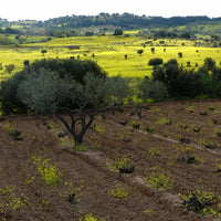 Bodegas Bernabeleva Camino De Navaherreros - Latitude Wine & Liquor Merchant