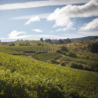 Bodegas Emilio Moro El Zarzal DO Bierzo - Latitude Wine & Liquor Merchant