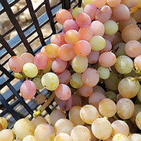 Bodegas Gratias Comboi Vino Ancestral Blanco - Latitude Wine & Liquor Merchant
