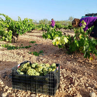 Bodegas Gratias Comboi Vino Ancestral Blanco - Latitude Wine & Liquor Merchant