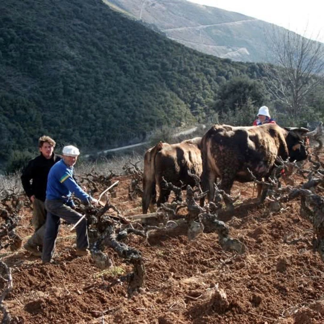 Bodegas Mengoba Brezo Mencia - Latitude Wine & Liquor Merchant