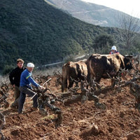 Bodegas Mengoba Brezo Mencia - Latitude Wine & Liquor Merchant