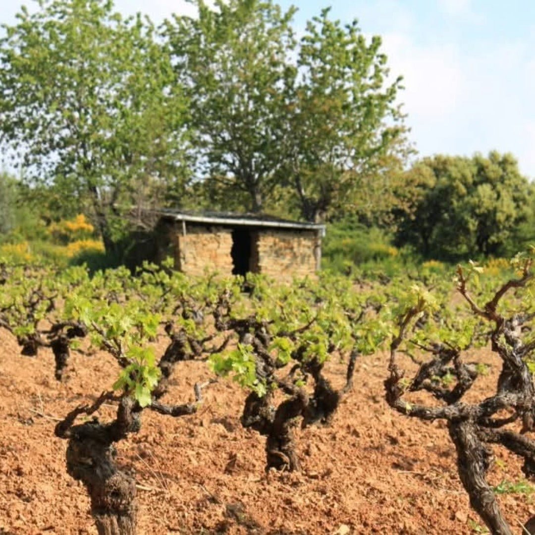 Bodegas Mengoba Brezo Mencia - Latitude Wine & Liquor Merchant