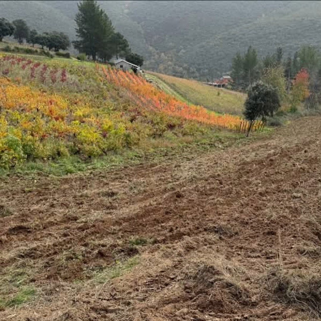 Bodegas Mengoba Brezo Mencia - Latitude Wine & Liquor Merchant