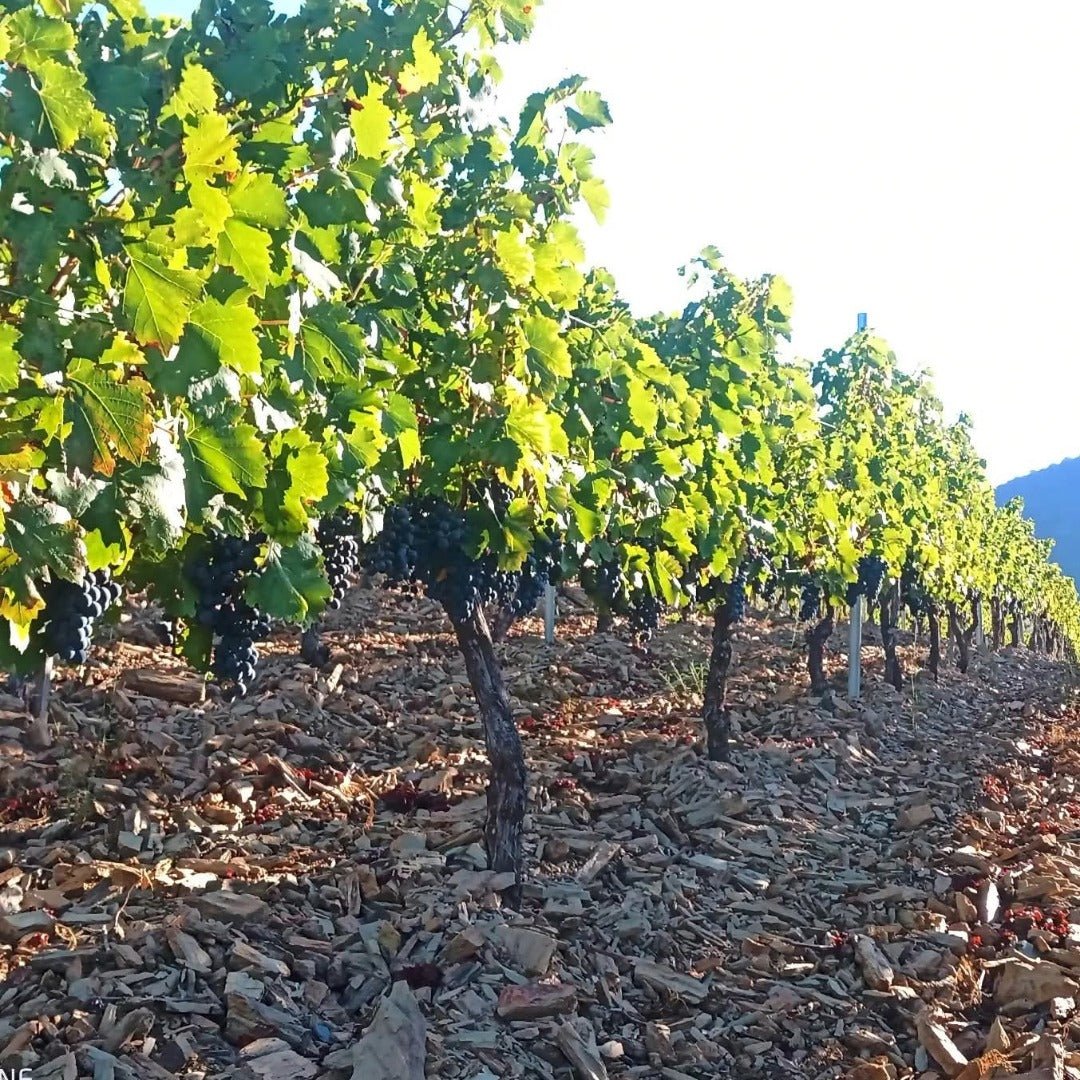 Bodegas Mengoba Brezo Mencia - Latitude Wine & Liquor Merchant