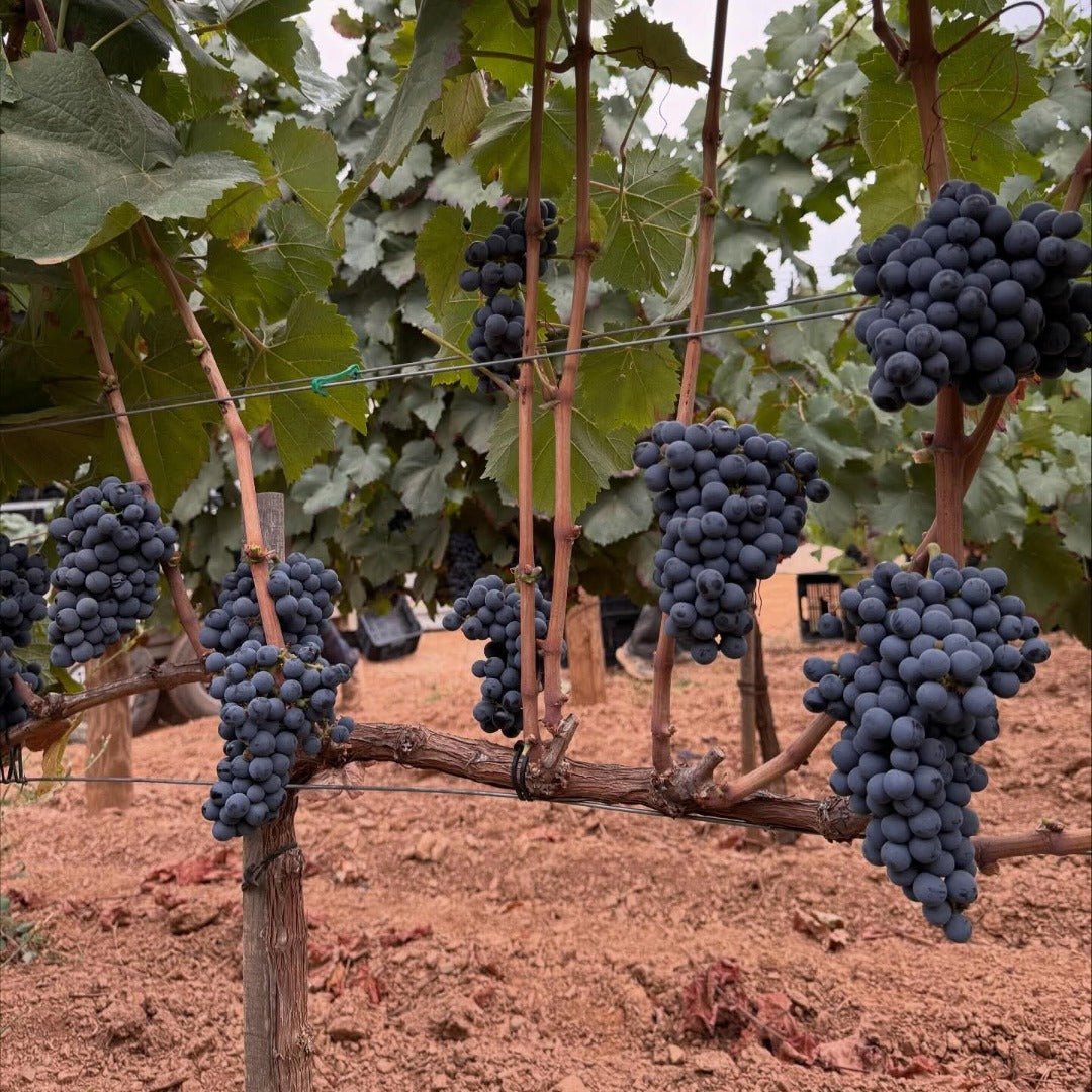 Bodegas Mengoba Brezo Mencia - Latitude Wine & Liquor Merchant