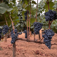 Bodegas Mengoba Brezo Mencia - Latitude Wine & Liquor Merchant