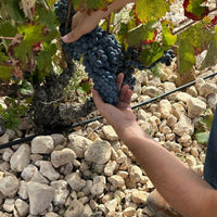 Bodegas Pinoso Vergel Organic Rose - Latitude Wine & Liquor Merchant