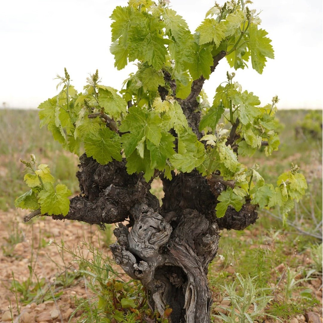 Bodegas Pisuerga Aguazul Rueda Organic Verdejo - Latitude Wine & Liquor Merchant