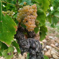 Bodegas Tobia Rioja Crianza - Latitude Wine & Liquor Merchant