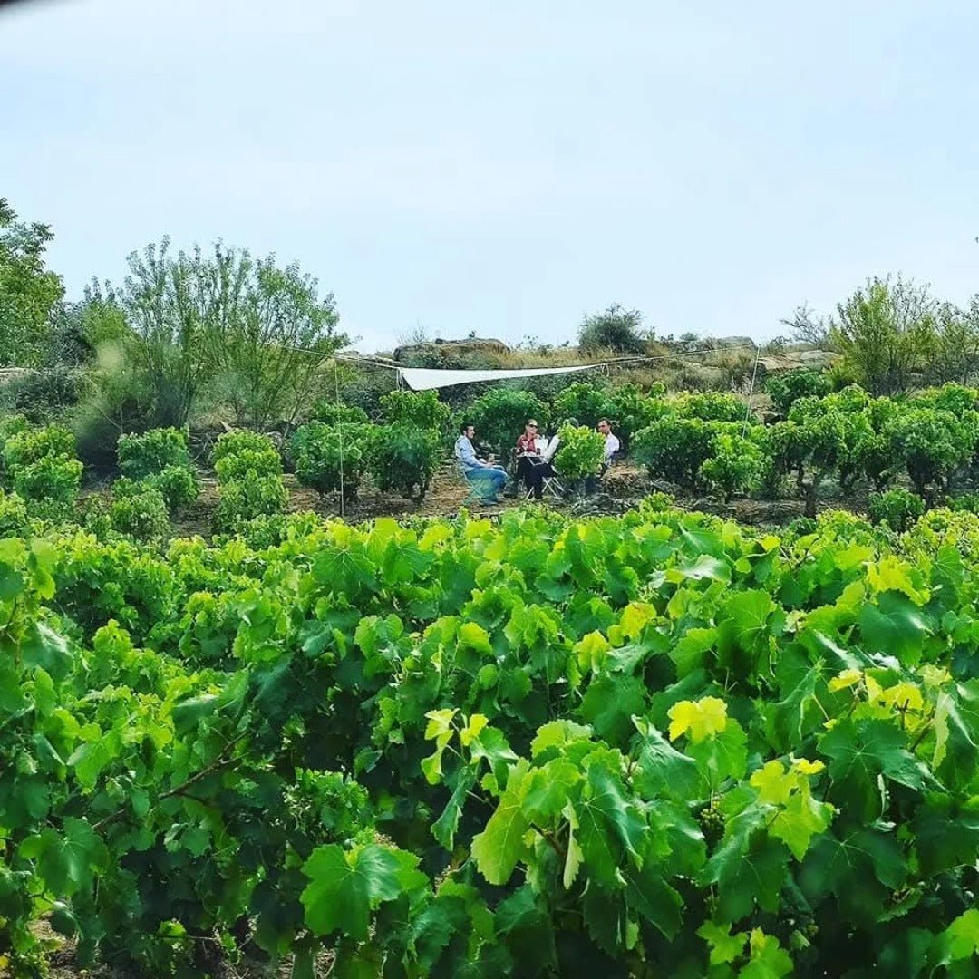 Bodegas Tobia Rioja Crianza - Latitude Wine & Liquor Merchant