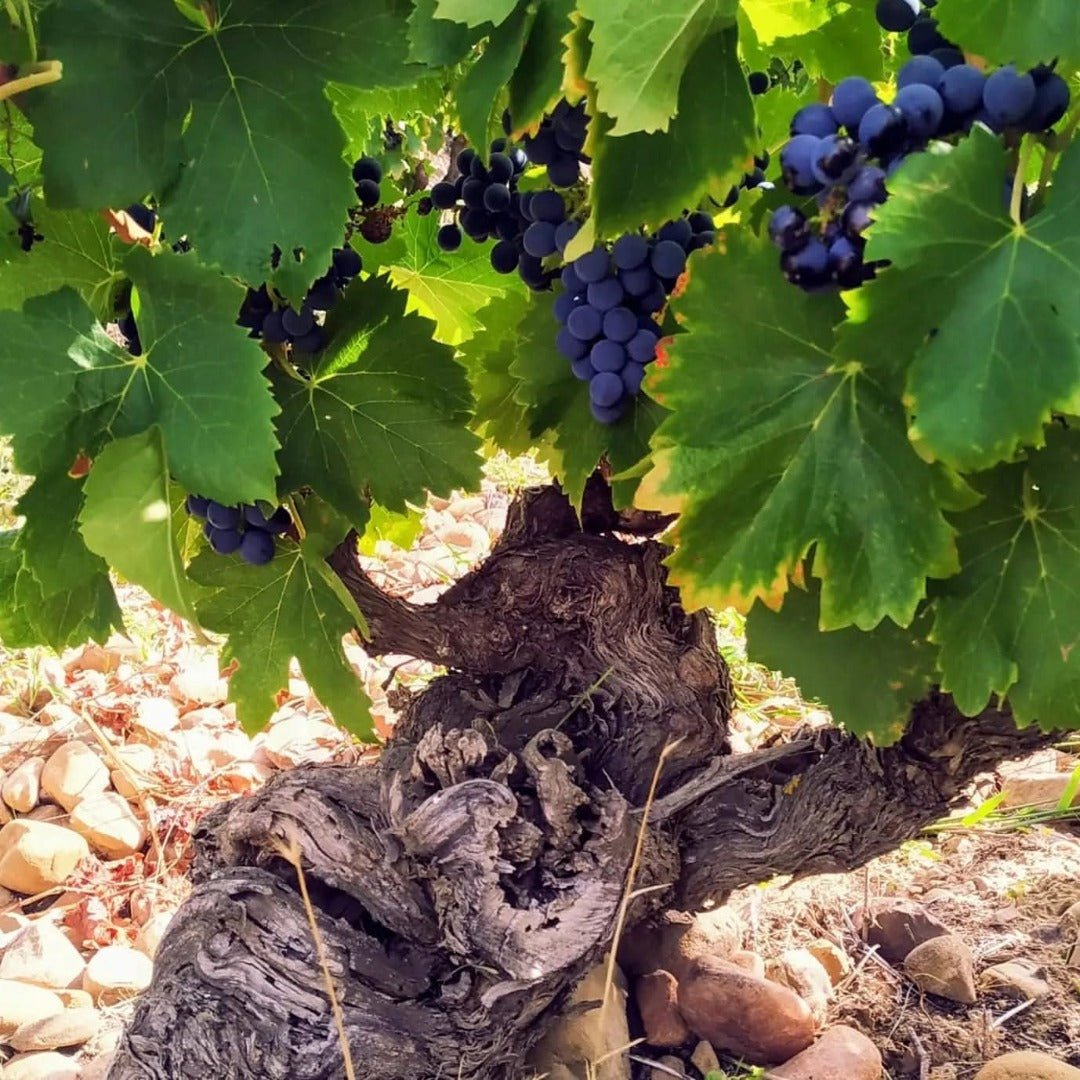 Bodegas Tobia Rioja Crianza - Latitude Wine & Liquor Merchant