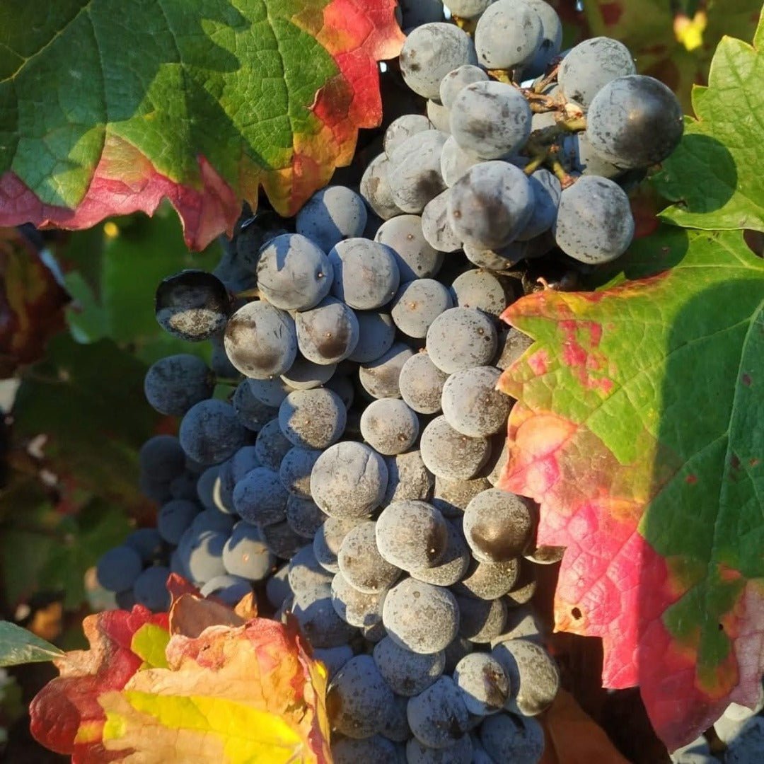 Bodegas Tobia Rioja Crianza - Latitude Wine & Liquor Merchant