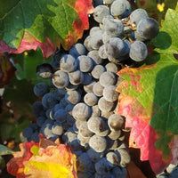 Bodegas Tobia Rioja Crianza - Latitude Wine & Liquor Merchant