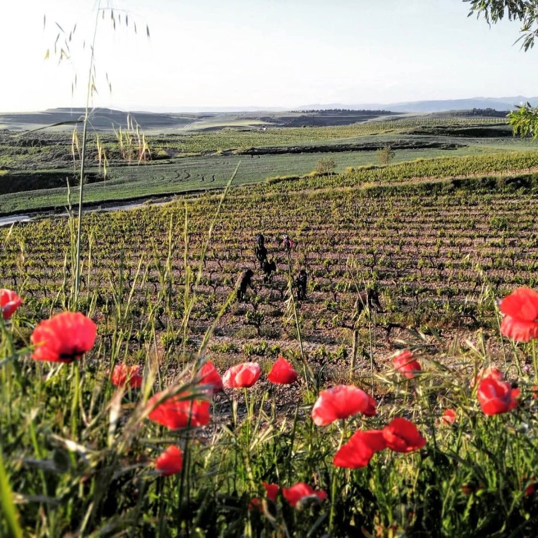 Bodegas Tobia Rioja Crianza - Latitude Wine & Liquor Merchant