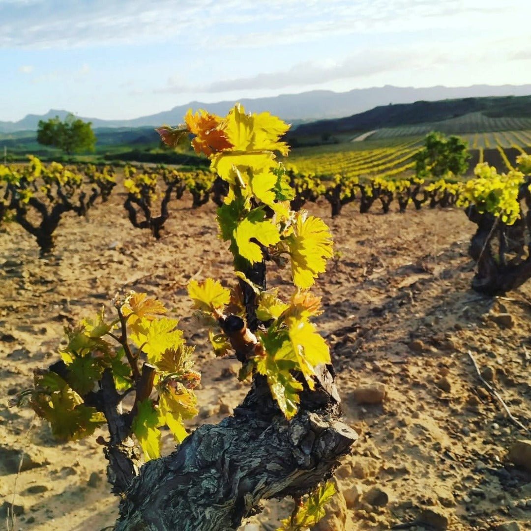 Bodegas Tobia Rioja Crianza - Latitude Wine & Liquor Merchant
