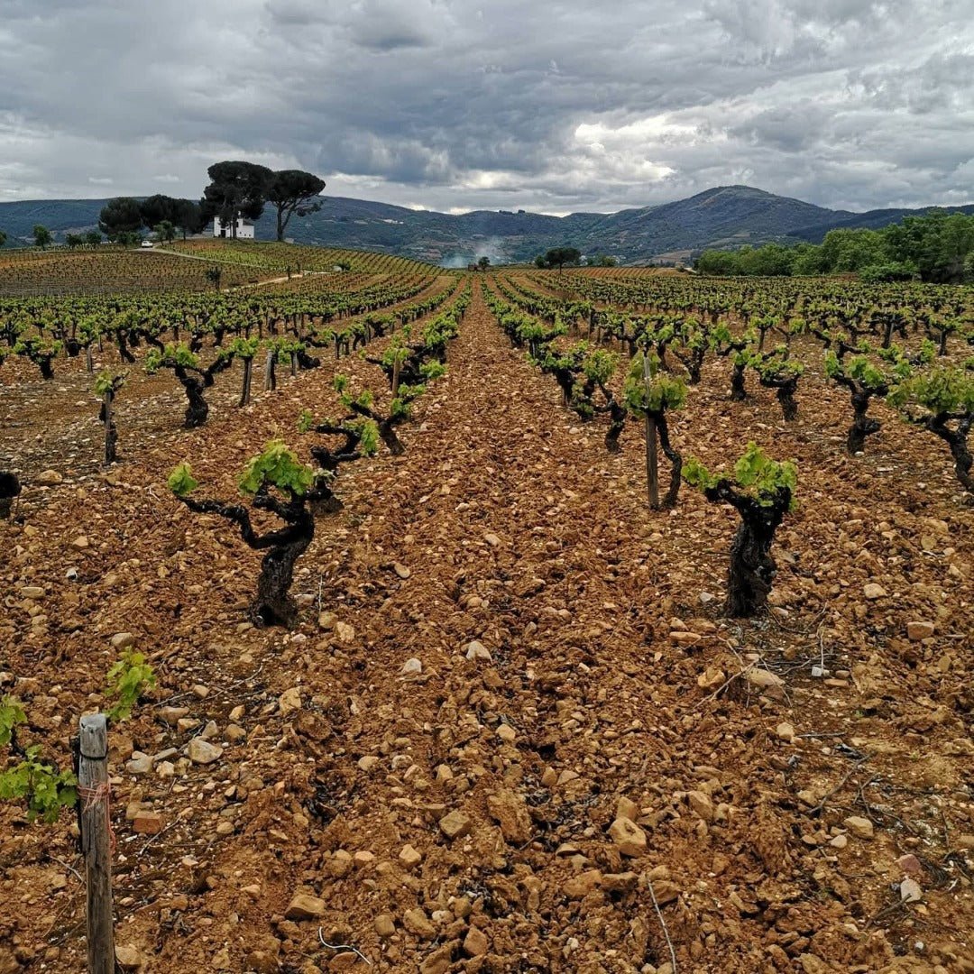 Bodegas y Vinedos Merayo Merayo Mencia DO Bierzo - Latitude Wine & Liquor Merchant