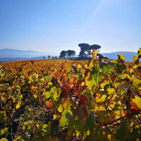 Bodegas y Vinedos Merayo Merayo Mencia DO Bierzo - Latitude Wine & Liquor Merchant