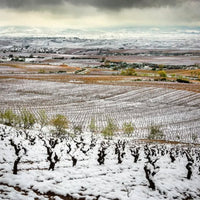 Bodegas Zinio Rioja Reserva - Latitude Wine & Liquor Merchant