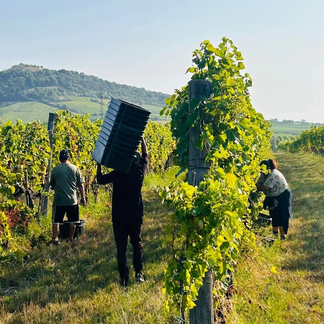 Bodrog Bormuhely Dry Tokaj - Latitude Wine & Liquor Merchant