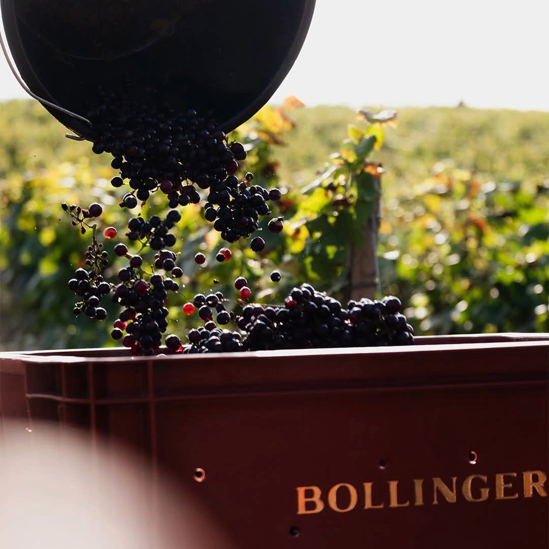 Bollinger Rose - Latitude Wine & Liquor Merchant