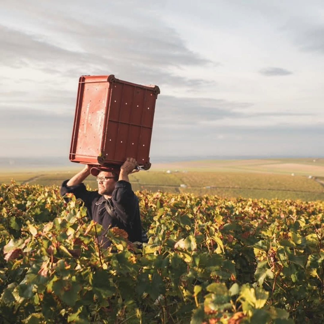 Bollinger Rose - Latitude Wine & Liquor Merchant