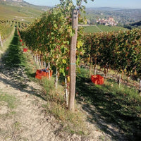 Broccardo I Tre Pais Barolo - Latitude Wine & Liquor Merchant