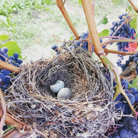 Broccardo I Tre Pais Barolo - Latitude Wine & Liquor Merchant