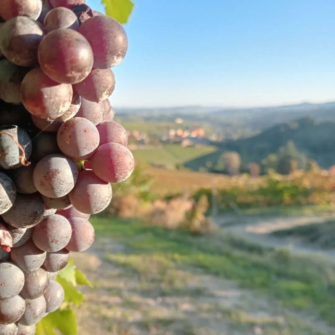 Broccardo I Tre Pais Barolo - Latitude Wine & Liquor Merchant