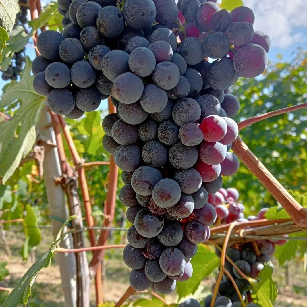 Broccardo I Tre Pais Barolo - Latitude Wine & Liquor Merchant