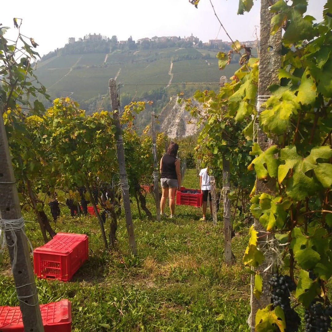 Broccardo I Tre Pais Barolo - Latitude Wine & Liquor Merchant