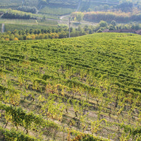 Bruno Rocca Barbaresco - Latitude Wine & Liquor Merchant