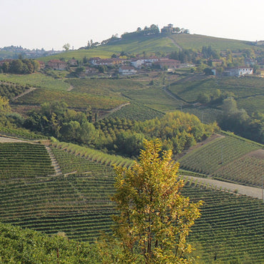 Bruno Rocca Barbaresco - Latitude Wine & Liquor Merchant