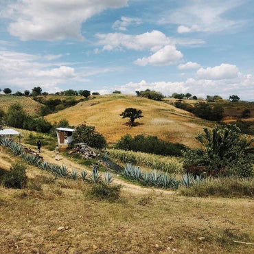 Bruxo No.3 Barril - Latitude Wine & Liquor Merchant