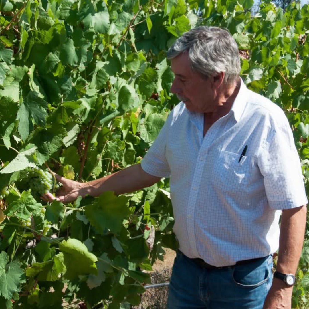Cabriz Metodo Classico Bruto - Latitude Wine & Liquor Merchant