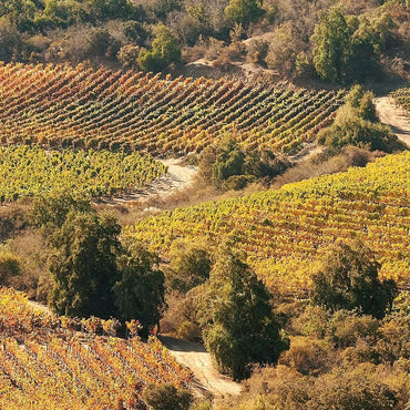 Caliterra Tributo Gran Reserva Cabernet Sauvignon - Latitude Wine & Liquor Merchant