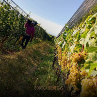 Carmela Benegas Cabernet Franc Rose - Latitude Wine & Liquor Merchant
