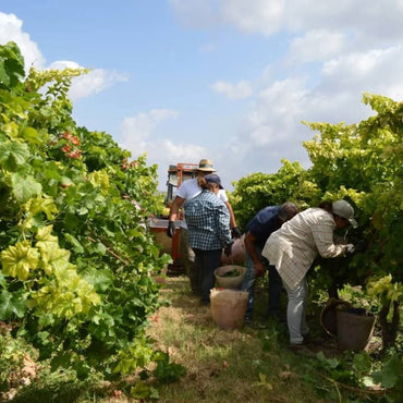 Casa Clara Monte Da Capela Alfrocheiro - Latitude Wine & Liquor Merchant