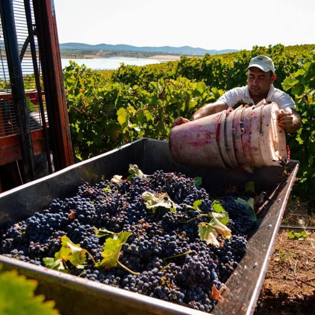 Casa Clara Monte Da Capela Alfrocheiro - Latitude Wine & Liquor Merchant