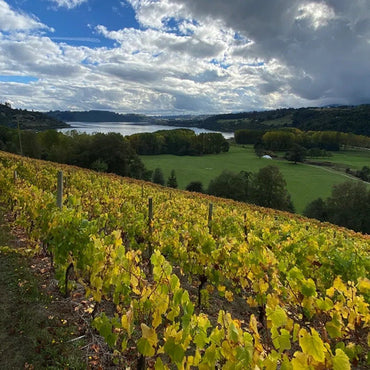 Casa Silva Lago Ranco Patagonian Riesling - Latitude Wine & Liquor Merchant