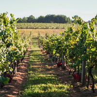 Castel Pujol Folklore Manseng Noir - Latitude Wine & Liquor Merchant