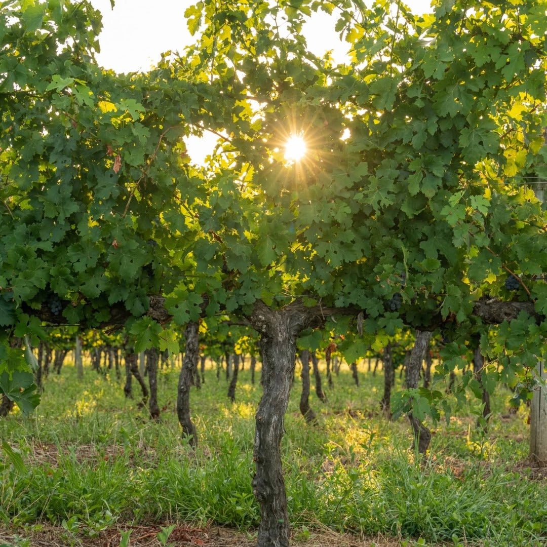 Castel Pujol Folklore Manseng Noir - Latitude Wine & Liquor Merchant