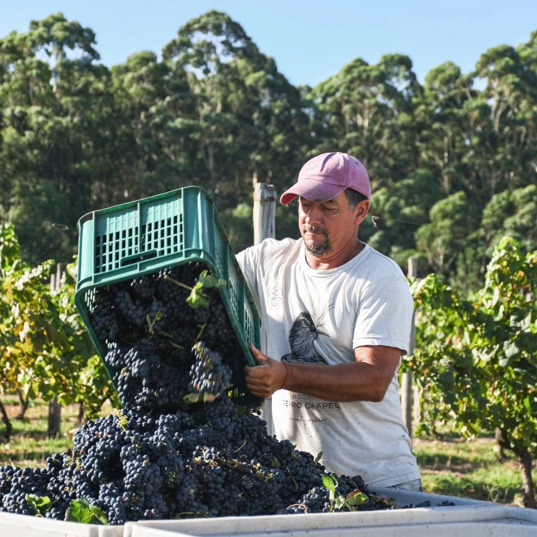 Castel Pujol Folklore Manseng Noir - Latitude Wine & Liquor Merchant