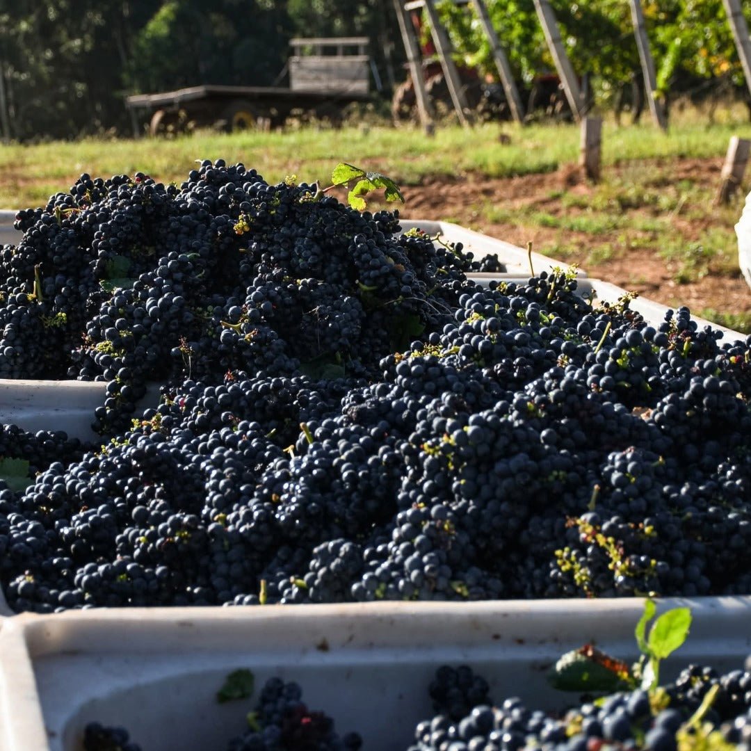 Castel Pujol Folklore Manseng Noir - Latitude Wine & Liquor Merchant