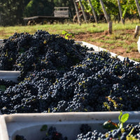 Castel Pujol Folklore Manseng Noir - Latitude Wine & Liquor Merchant