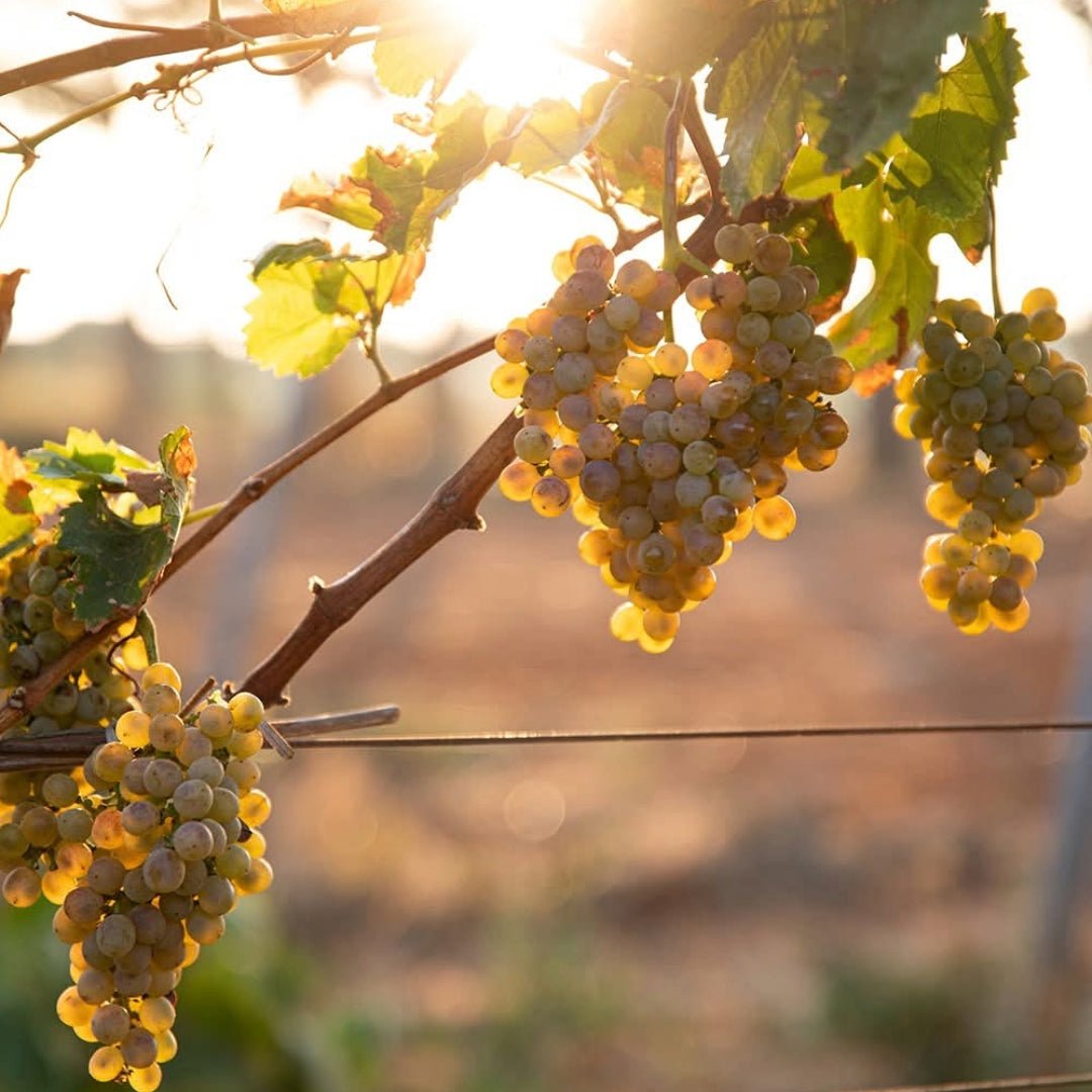 Castel Serranova Fiano Salento - Latitude Wine & Liquor Merchant