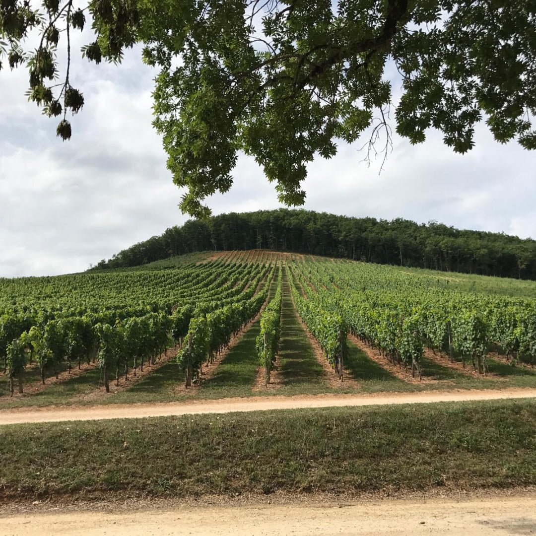 Causse Du Theron 'En Pente' Cahors - Latitude Wine & Liquor Merchant