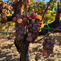 Caves Sao Joao Bruto Espumante - Latitude Wine & Liquor Merchant