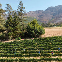 Chamonix Greywacke Pinotage - Latitude Wine & Liquor Merchant