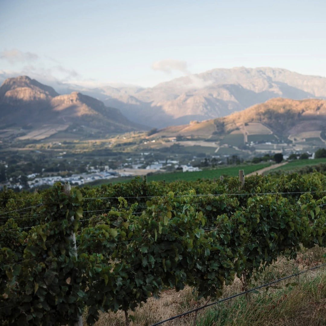 Chamonix Greywacke Pinotage - Latitude Wine & Liquor Merchant